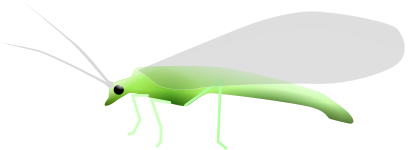 Lacewing banner, a green flying insect on a white background